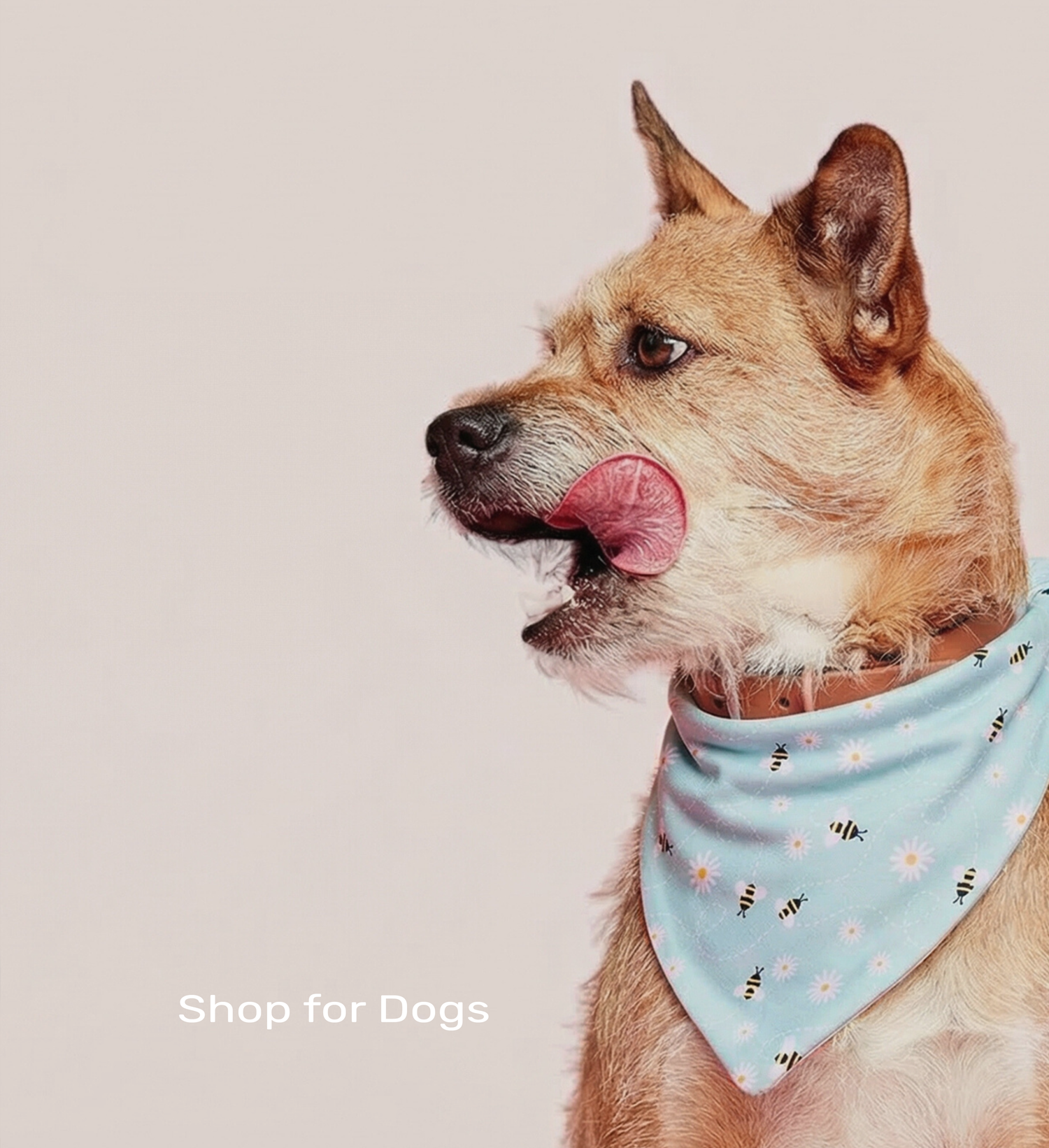 Shop for Dogs