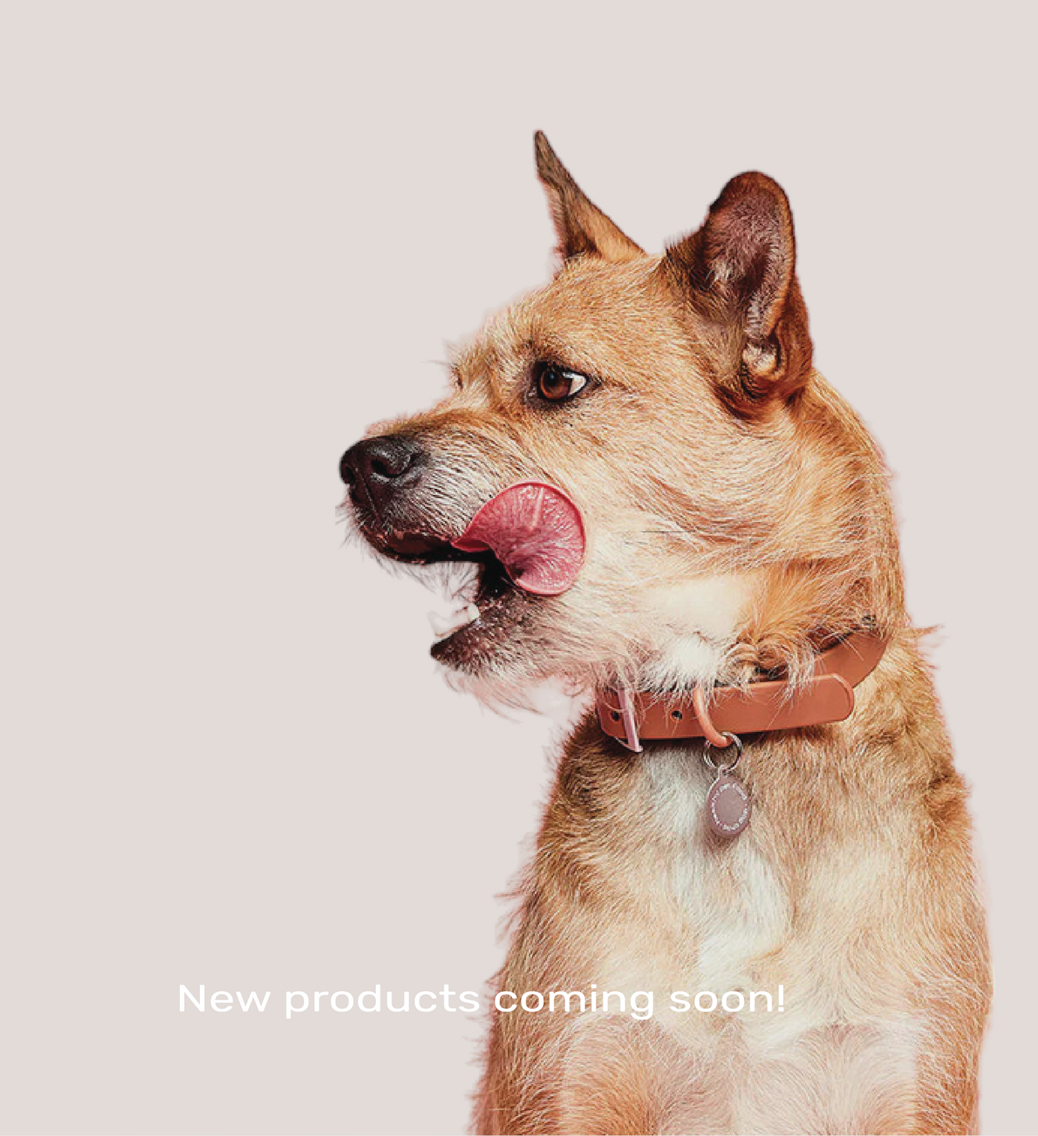 Shop for Dogs