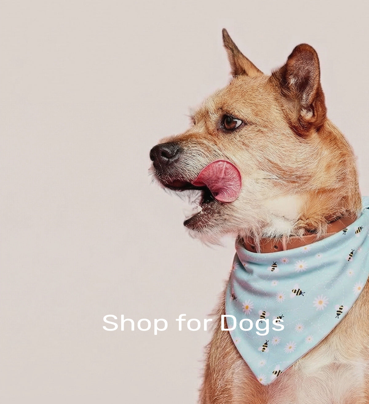 Shop for Dogs