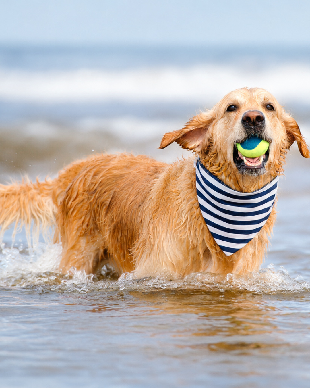 Nautical Coast - Performance Dog Bandana