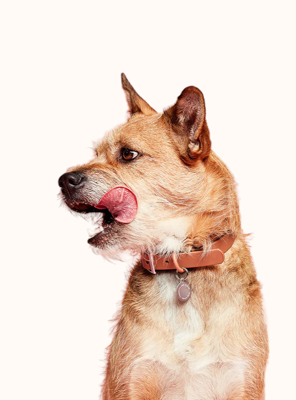 sampledpic2-PhotoRoom_cropped.png